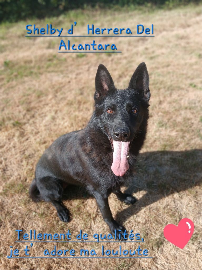 Shelby D'Herrera Del Alcantara