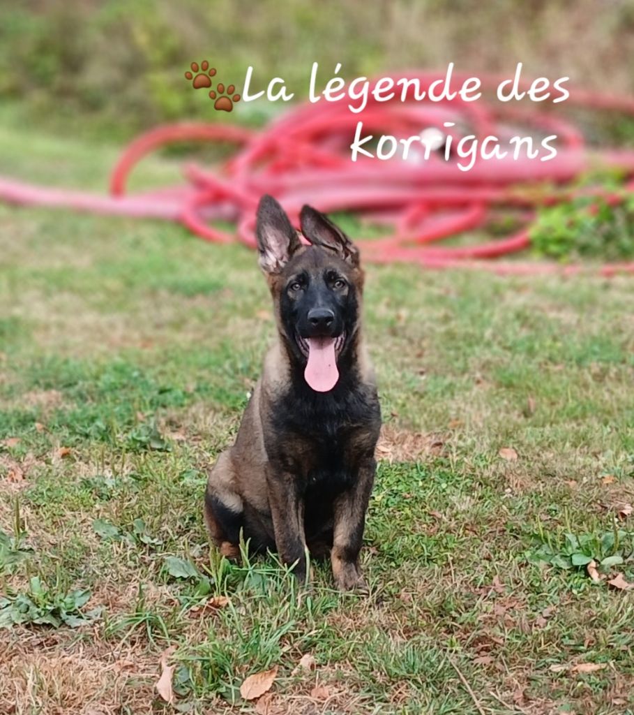De La Lègende Des Korrigans - Chiots disponibles - Berger Allemand
