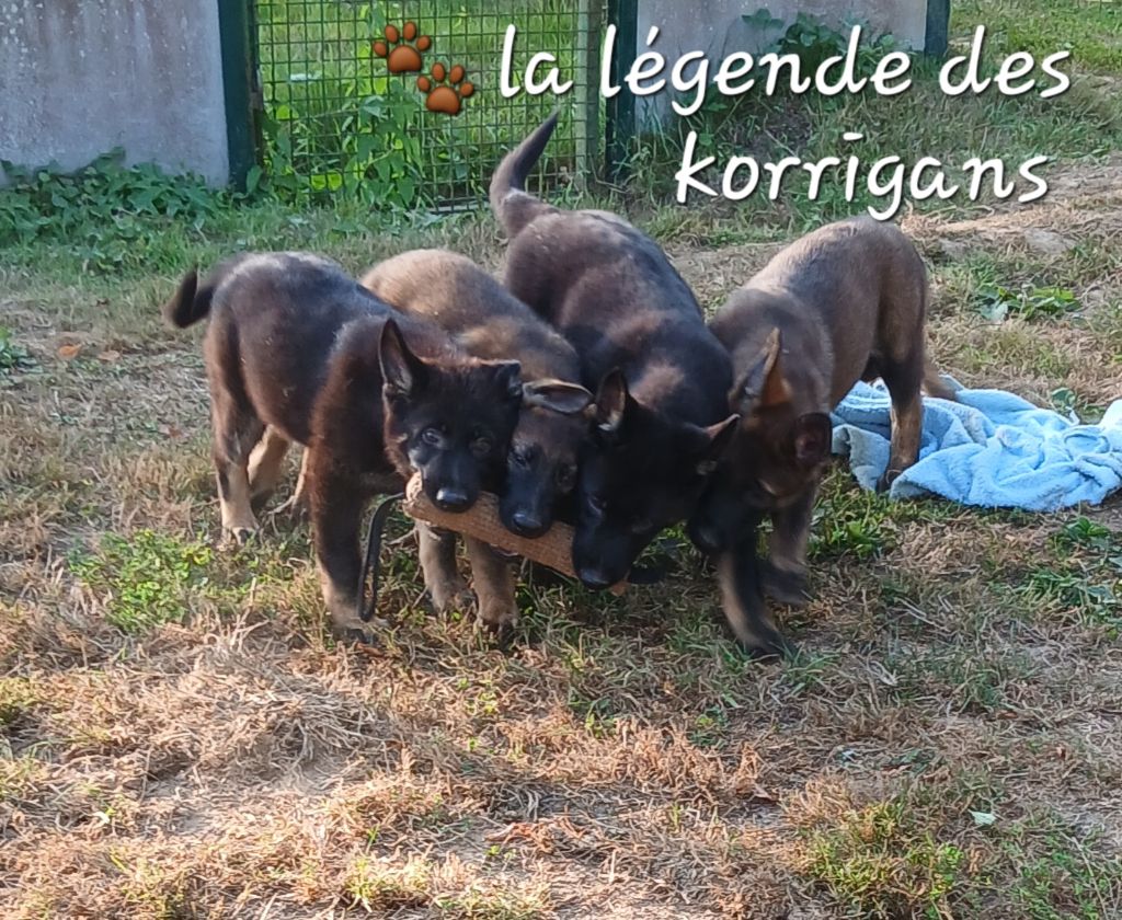 Chiot Berger Allemand De La Lègende Des Korrigans